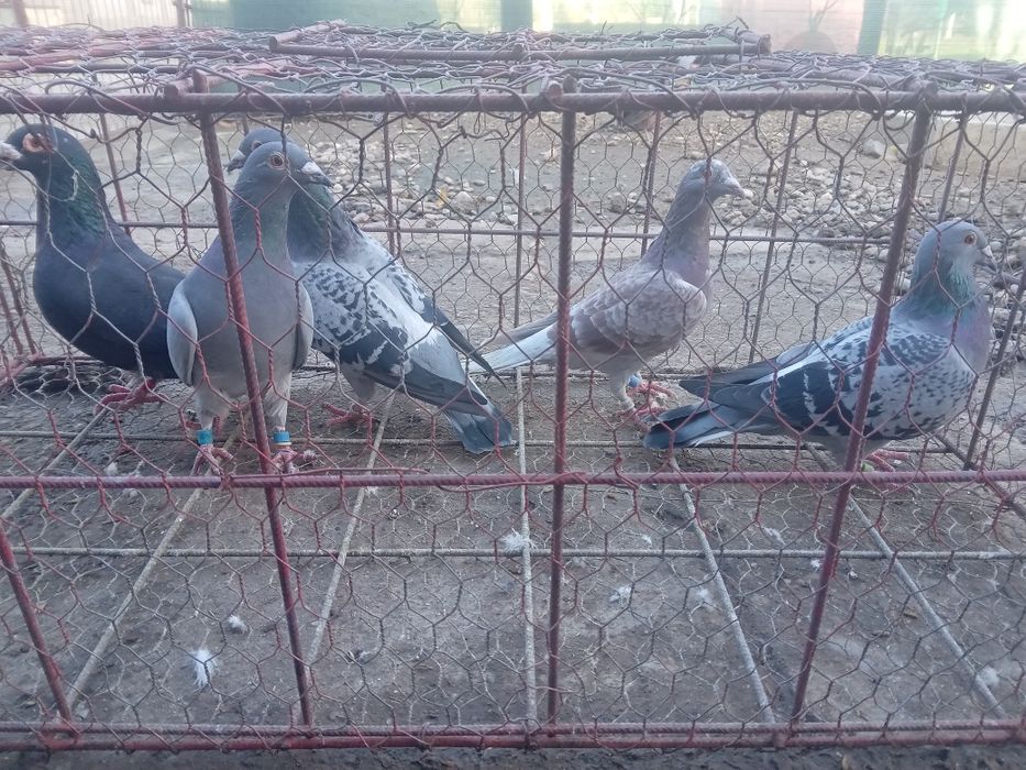 Vand porumbei sau schimb