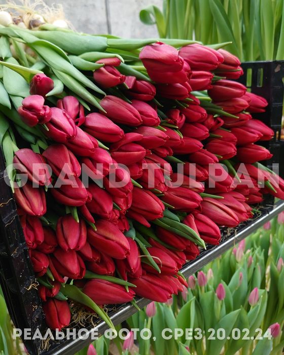 Тюльпаны ОПТОМ по лучшей цене!