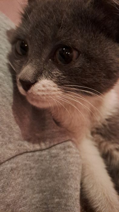 Котёнок в добрые руки