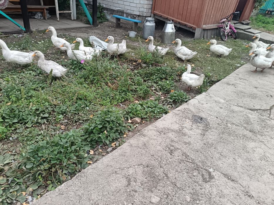 Утки utkiutkiutki