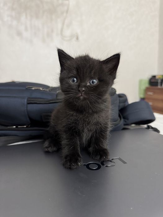 Шотлатский вислоухий кот