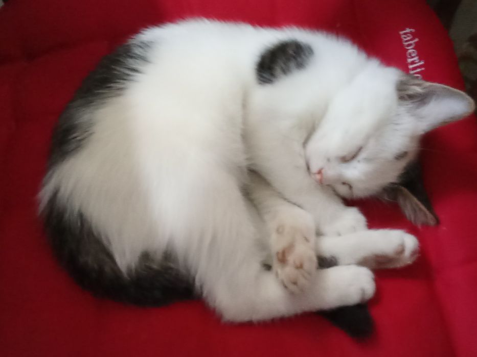 Отдам в хорошие руки