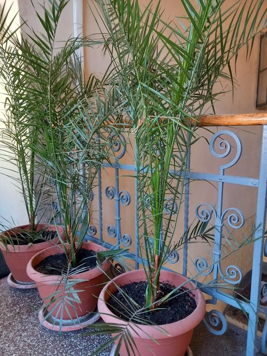 Palmier, palmieri deosebiti, Tenerife  2021, inaltime 1,75m