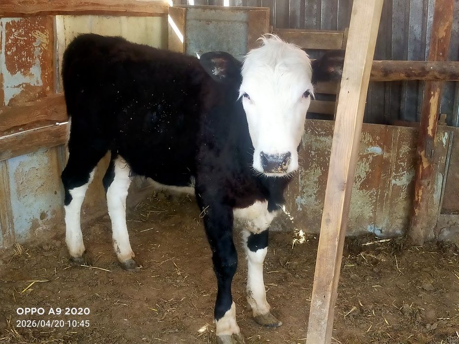 Баспактар сатылады