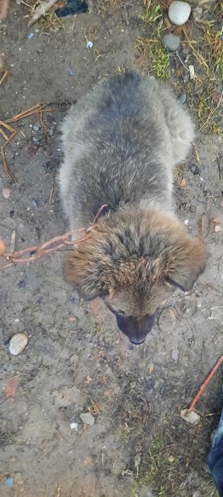 Томпақ сатылады жақсы күшік