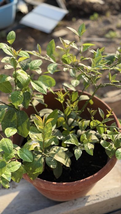 Саженцы лимона сорта Мейер