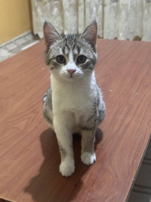 Отдадим в добрые и ответственные руки красивого котёнка