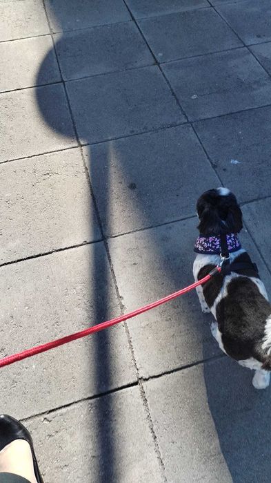 Donez cățelușa bichon