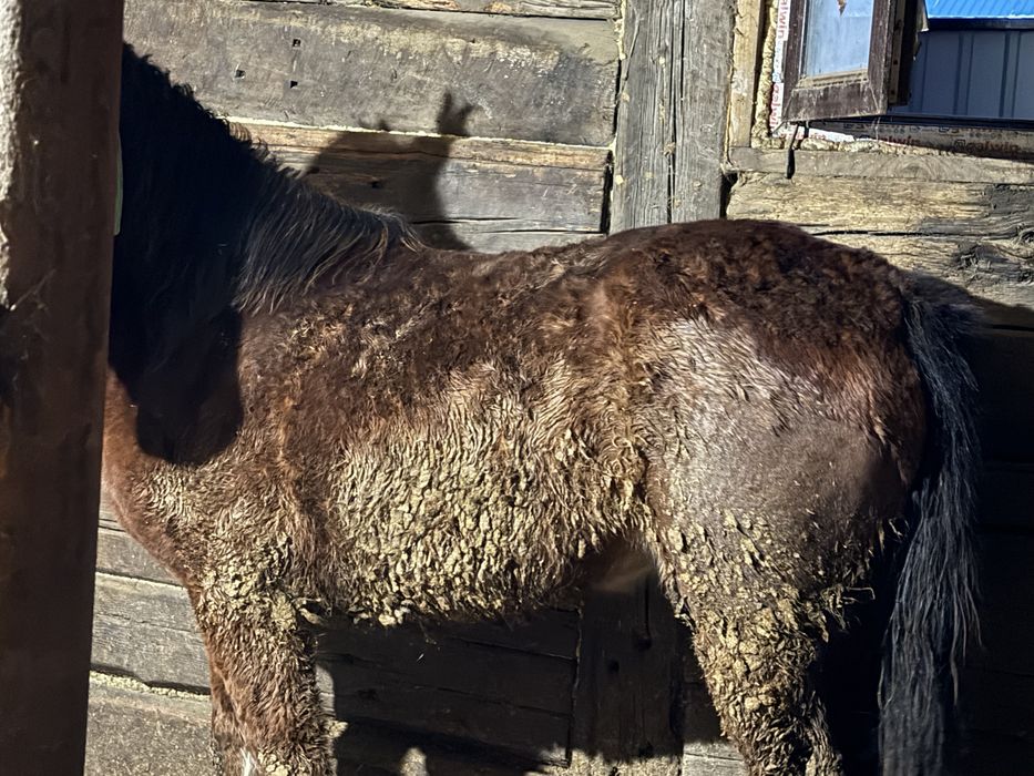 Байтал  сатылады.