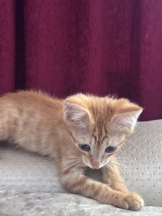 Котенок в добрые руки