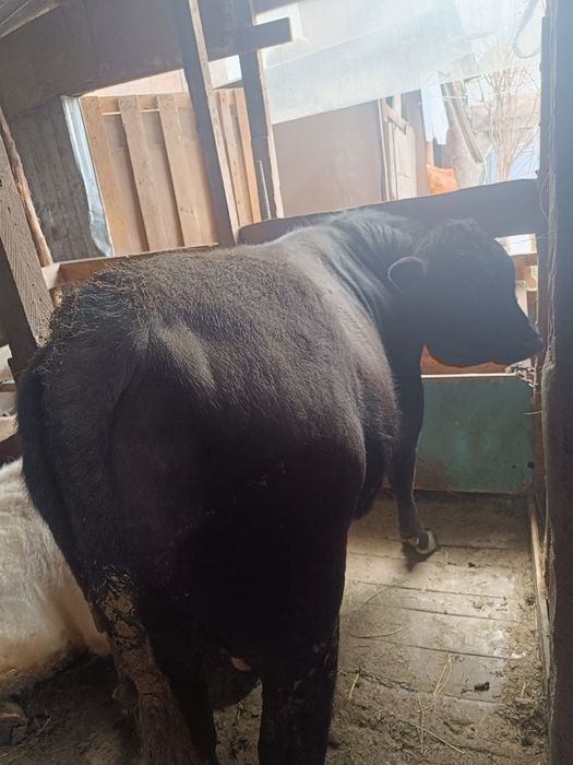 Продаеться Ангус на племя