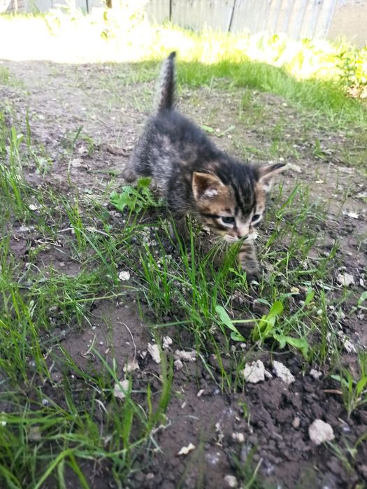 Отдам котят бесплатно