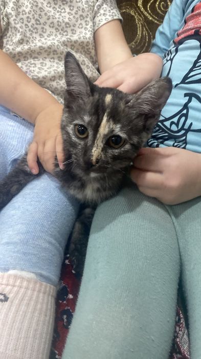 Котенок в добрые руки