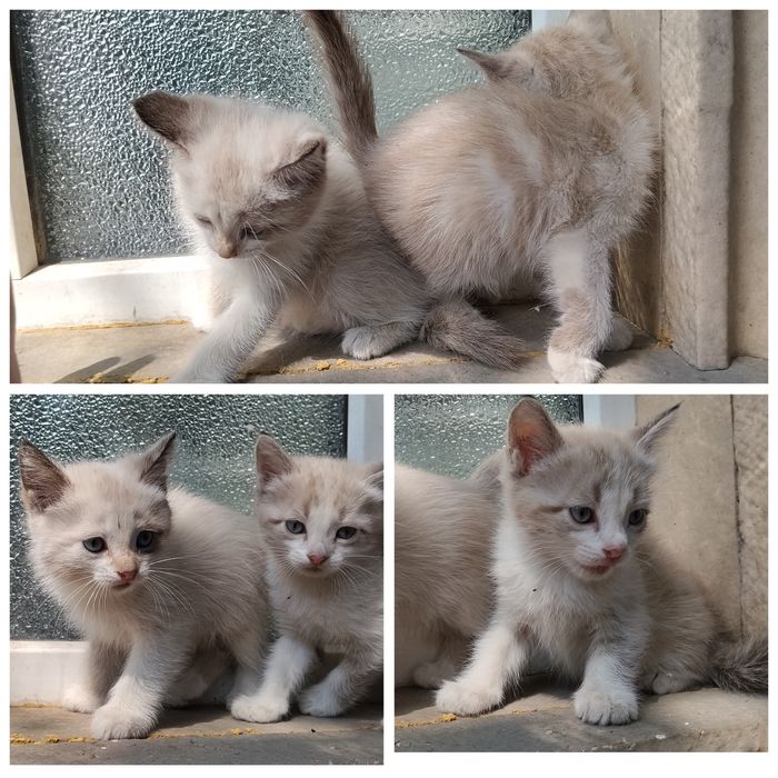 Котята маленькие