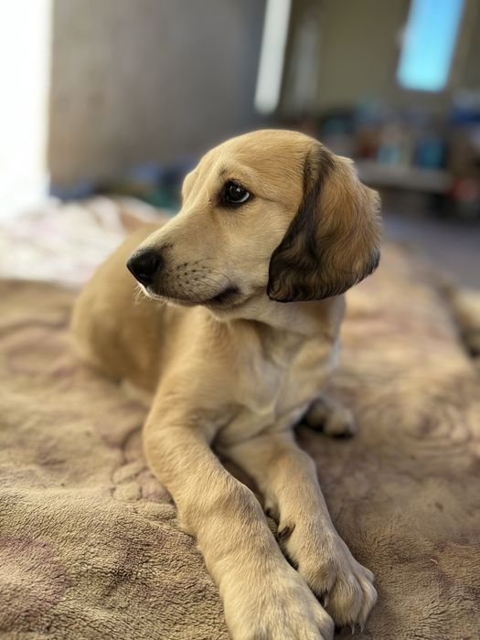 Қумай Тазы күшіктер