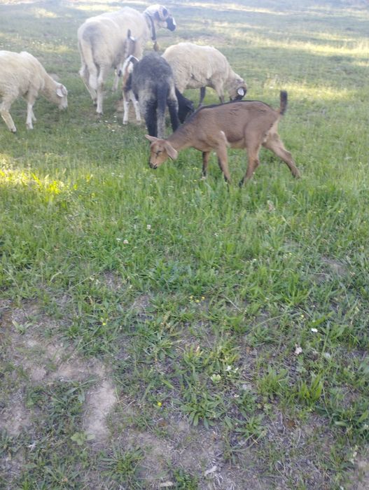Vind țapisor metis de alpină franceza și Anglonubian