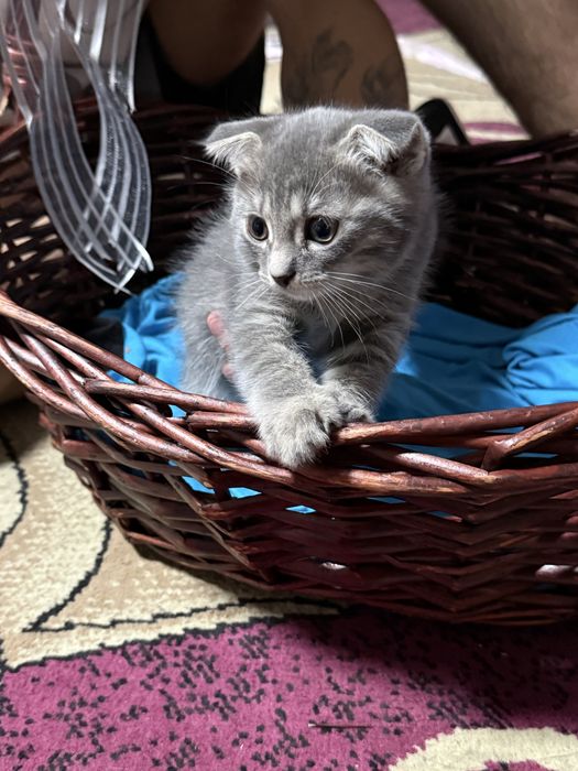 Шатланские котята