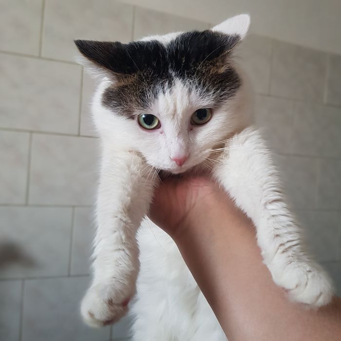 Кошка в хорошие руки