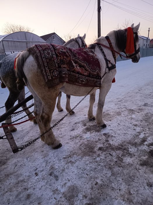 Vând iapă 7 ani cuminte