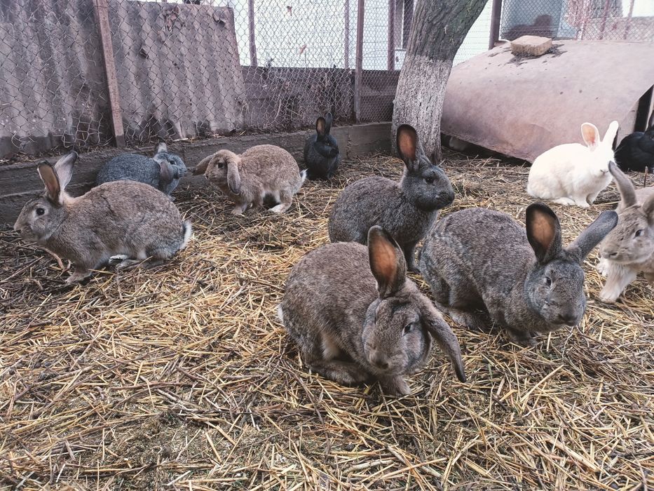 Заец кролик қоян көжектер