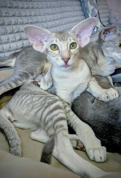 Ориентальная кошечка Уника