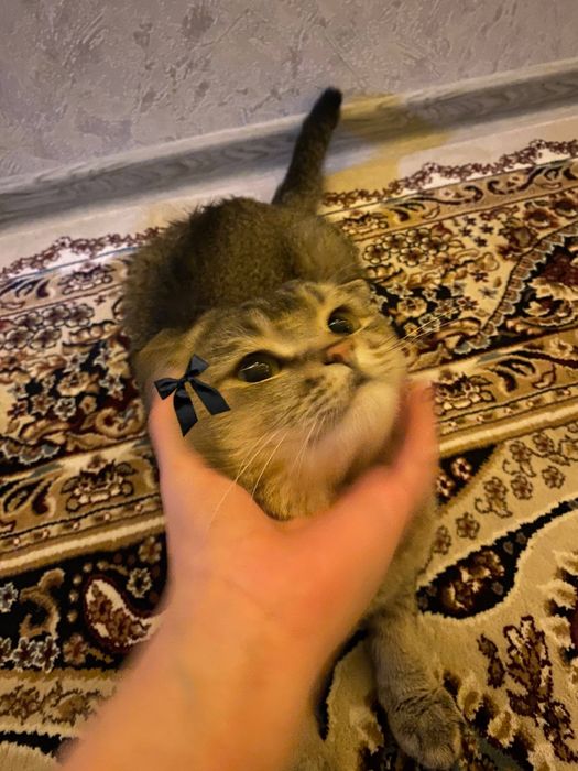 Scottish Fold zotli toza mushuk