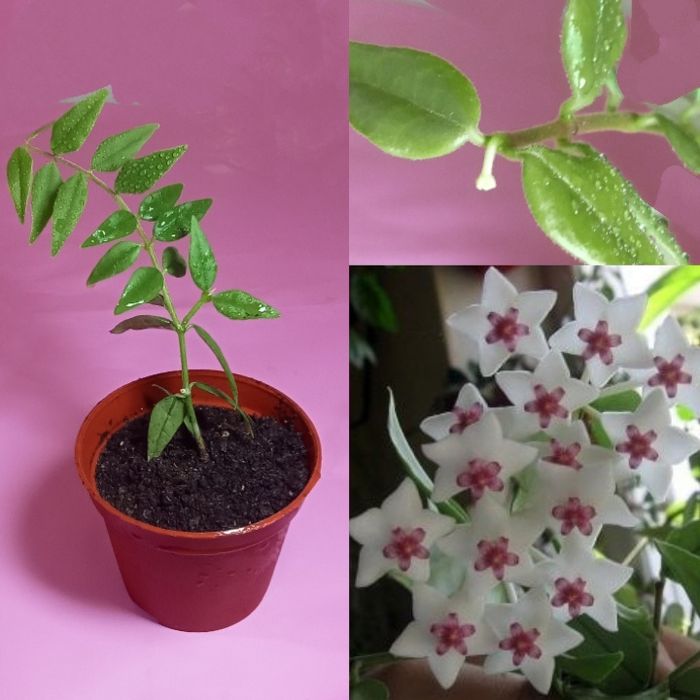 Продам. Хоя Белла. Красивое и необычное, редкое растение.
