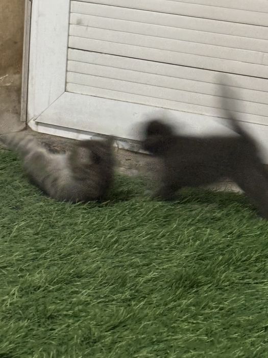 Котята ищут свой дом