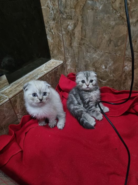 Шотландские котята
