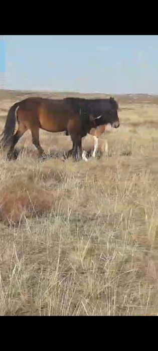 Кобыла с жеребёнком