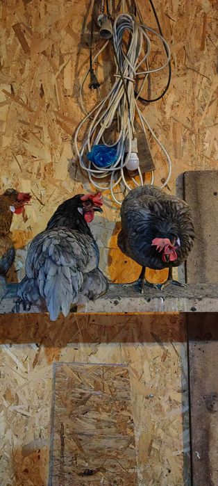 Тауықтар сатылады.