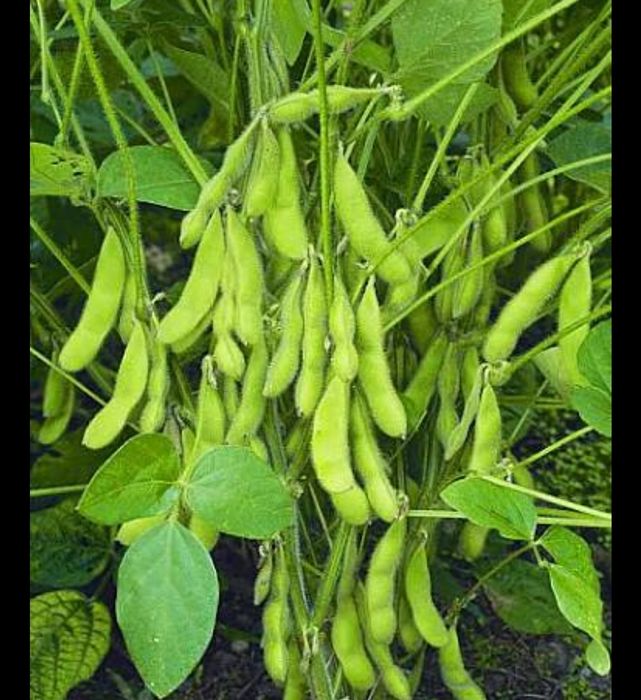 Семена сои ГМО высоко урожайности