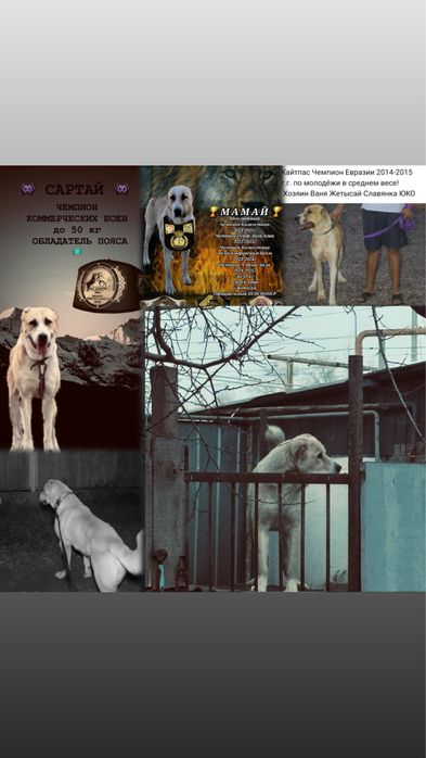 Алабай 1год 1 месяц