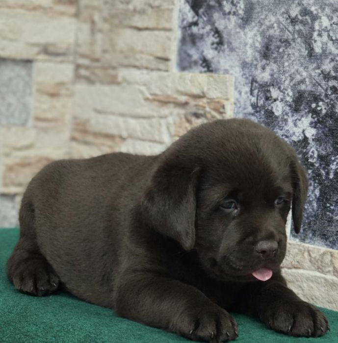 Продам щенков породы Лабрадор-ретривер