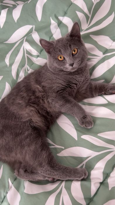 Продавам Британска котка