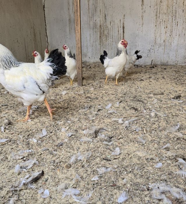 Адлер тауықтары сатылады