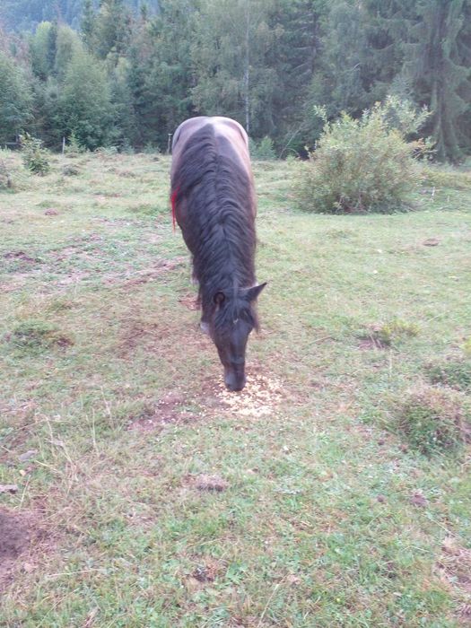 Vând mânz de 5 ani