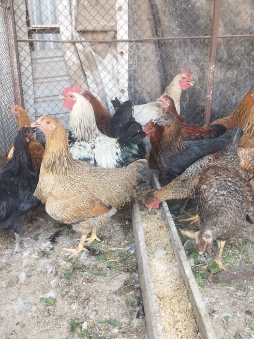 Продам куры домашние