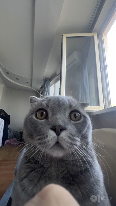 Scottish Fold Original