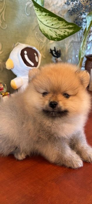 Померанские шпицы.