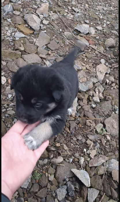 Catei de donat din malinois