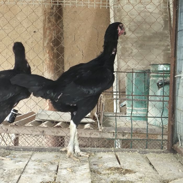 Dakan tovuqlar            .