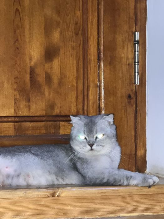 Кошка британская шиншилла (девочка)