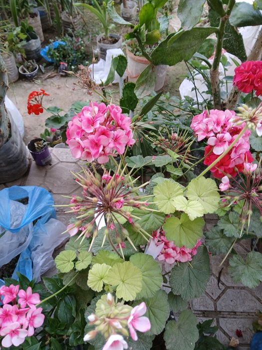 Продаются цветы в горшках есть разные каланхое алое звезда вера