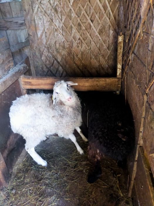 Продам овец  1,5 годовалых