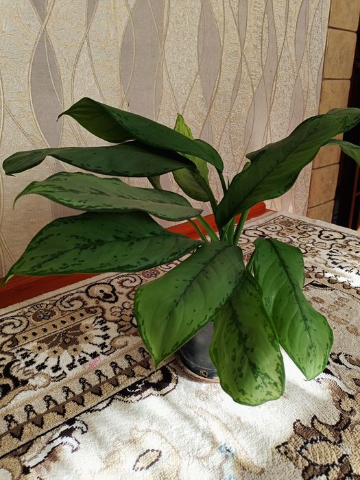 .Цветы домашные.