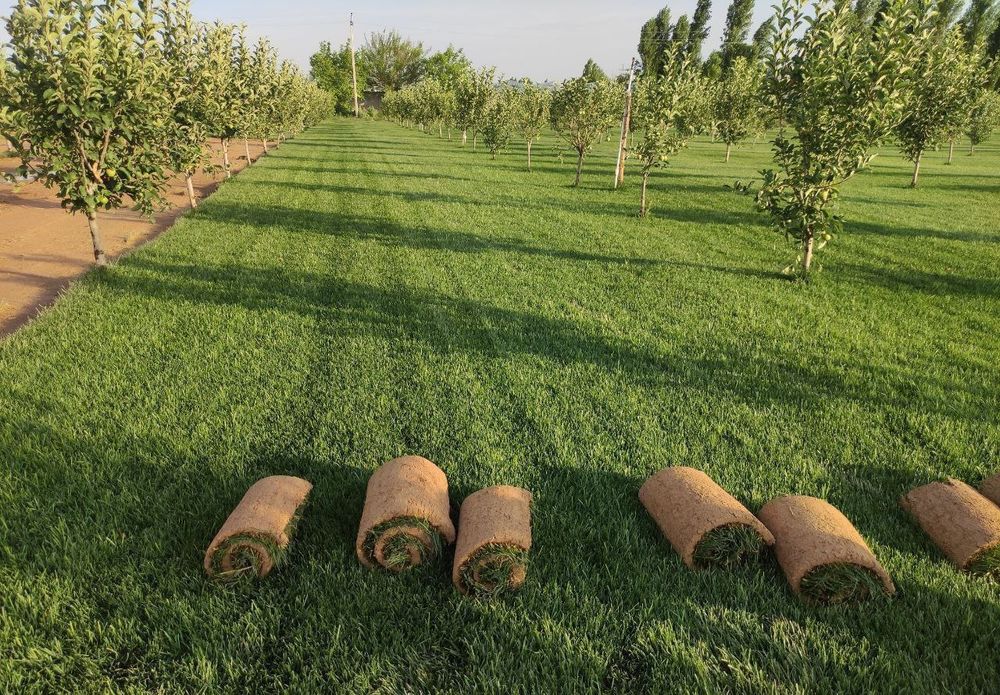 Газон рулонный..