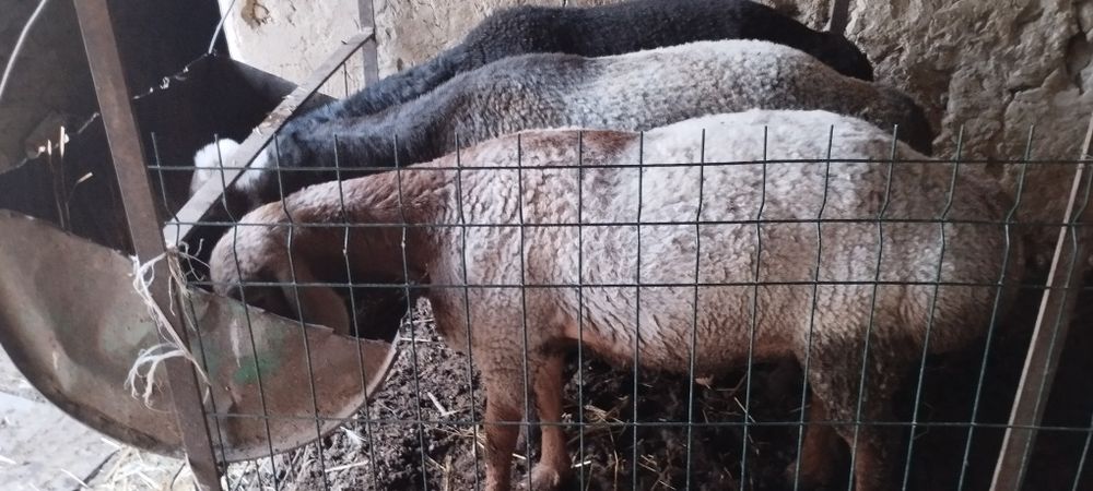 Qurvonlikka qòchqirlar bor