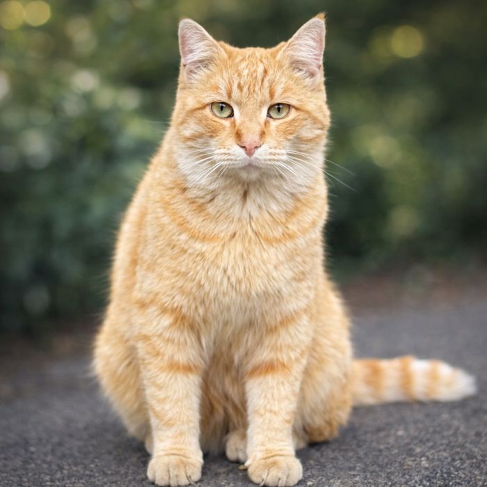 Кот хороших людей