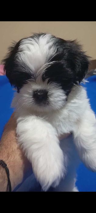 Baiat alb negru rasa shih tzu